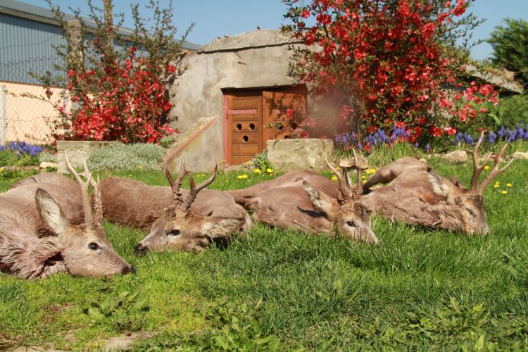 őzbak vadászat, Cigánd